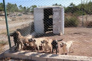 Kedi köpek maması ihracatında 5 yıl sonraki hedef 500 milyon dolar