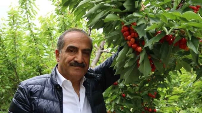 HIDIRELLEZ'DEKİ KİRAZ HASAT'I ŞENLİĞİNE GENÇLER ENERJİ KATTI - İntroHaber